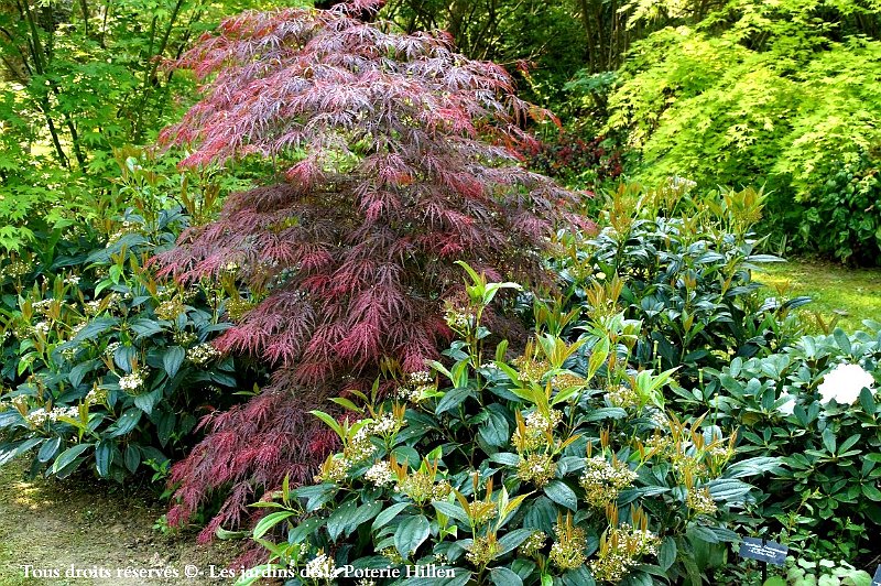 jardin du nord acer dissectum Paul Garnet